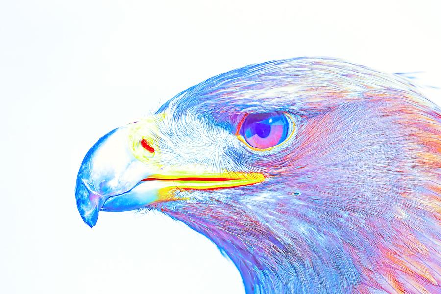 Eagle Painting - Bird of Prey - Eagle 3 by Celestial Images