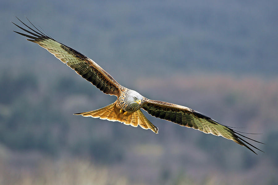 Bird of Prey Photograph by Grant Glendinning