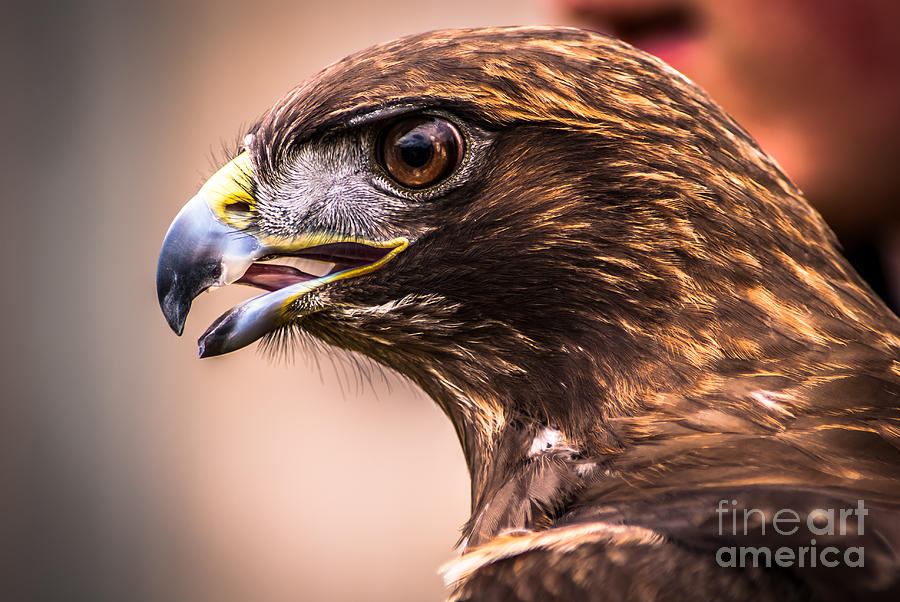 Bird of Prey Profile Photograph by Blake Webster