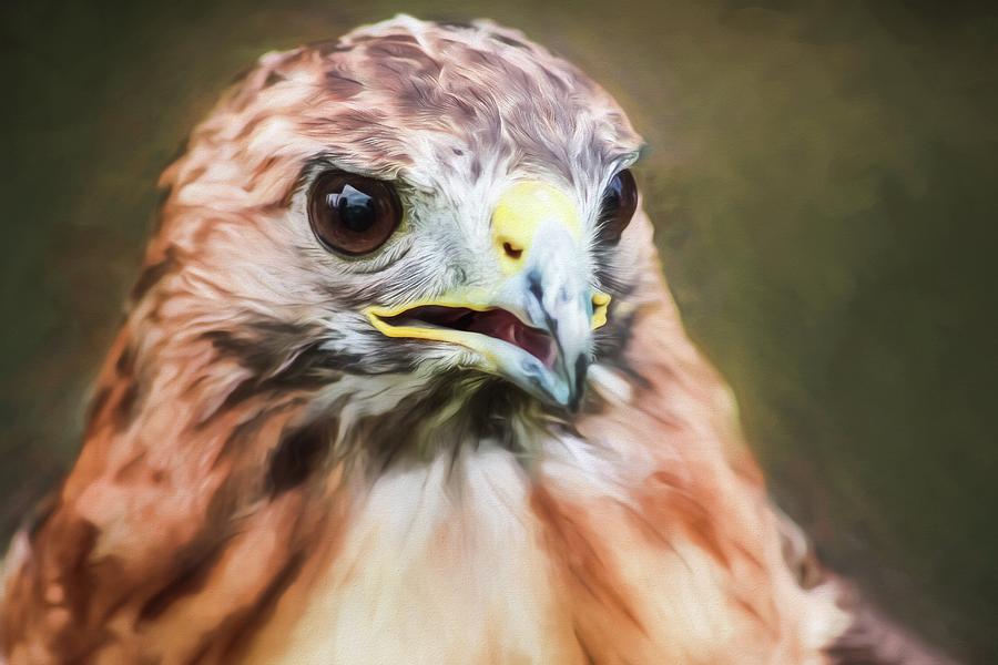Bird of Prey Digital Art by Lissette C - Fine Art America