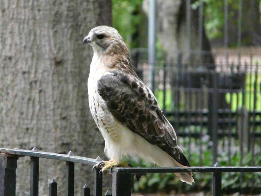Hawk Photograph - Bird of Prey by Valerie Ornstein