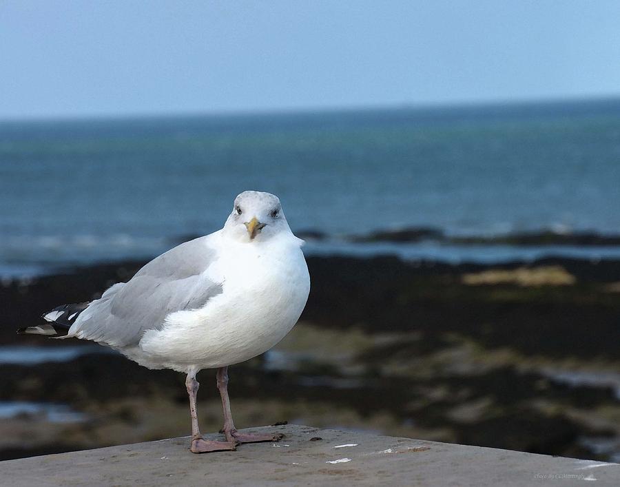 Bird on a Beach Photograph by Coke Mattingly
