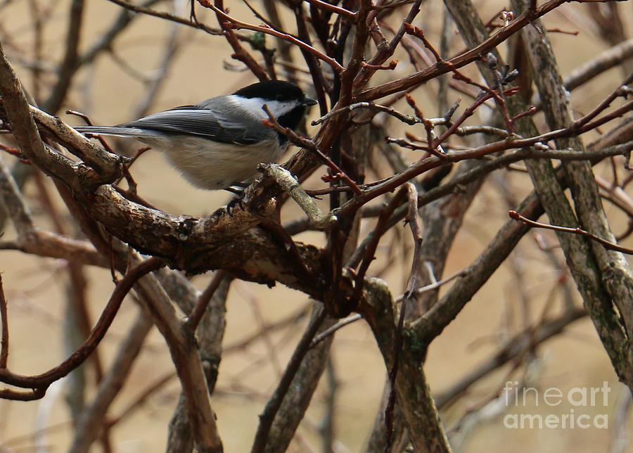 Bird on a Blueberry Bush Photograph by Mim White