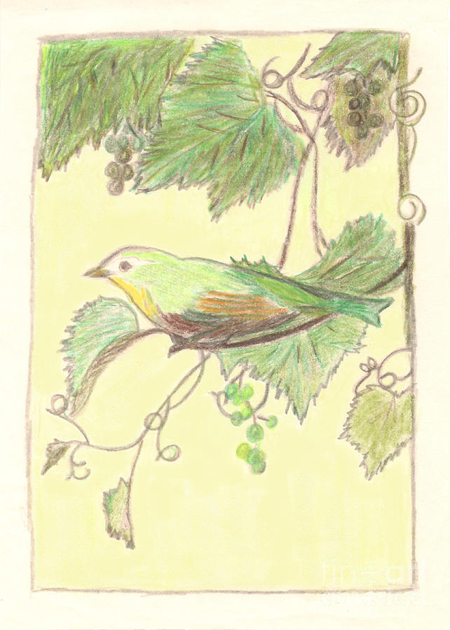 Bird on a Branch Drawing by Donna L Munro