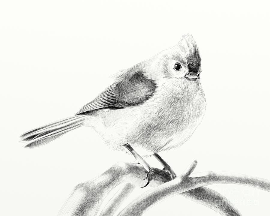 Linear Drawing Bird At Branch Stock Illustration - Download Image Now -  Nightingale - Bird, Animal, Animal Body Part - iStock