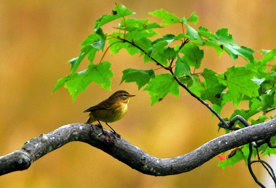 Wildlife Photograph - Bird on a branch by Patrick Latvis Wildlife Photograph - Bird on a branch by Patrick Latvis