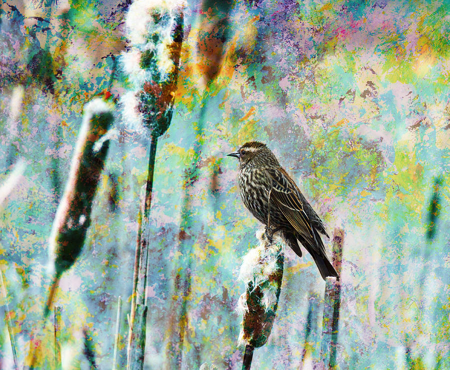 Female Red Winged Black Bird On A Cattail - Meadow Birds Photograph by Marie Jamieson