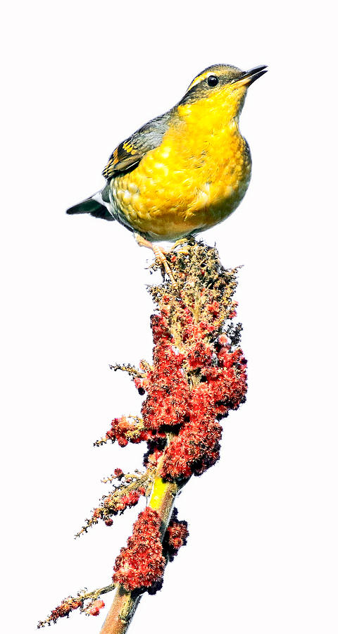 Bird On A Flower Photograph by Athena Mckinzie