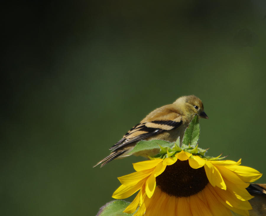Bird on a flower Photograph by Jeff Swan