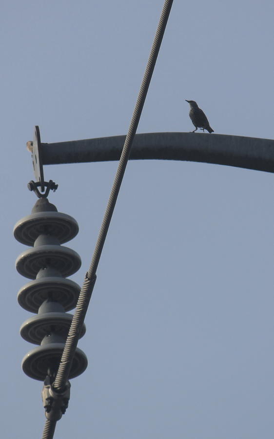 Bird Photograph - Bird on a high wire by Sheri Simmons