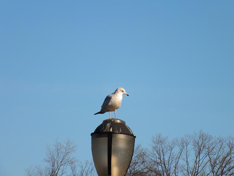 Bird on a Lamp Post Photograph by Nicholas Small