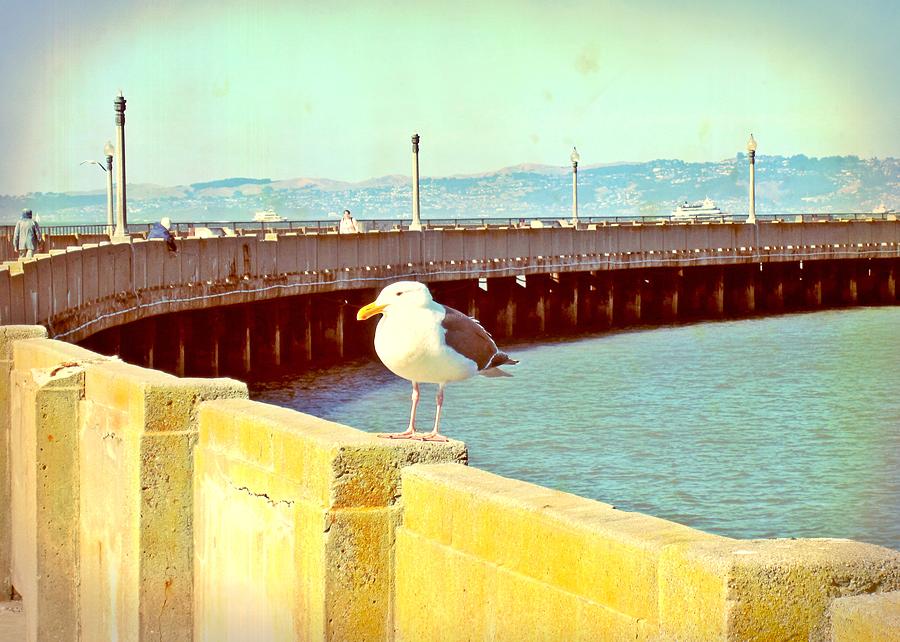 Bird on a Pier Photograph by Mary Pille