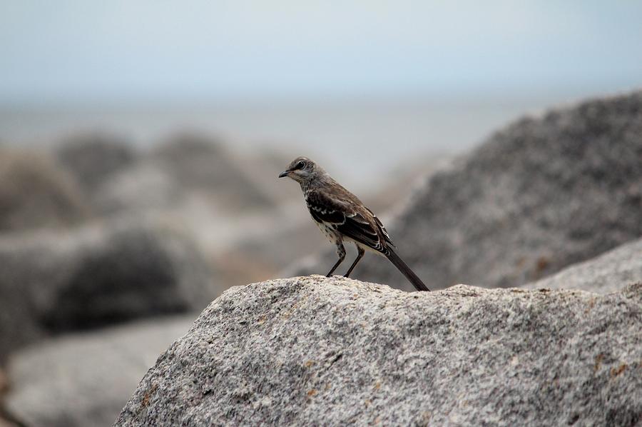 Bird Photograph - Bird On A Rock By The Sea by Cynthia Guinn