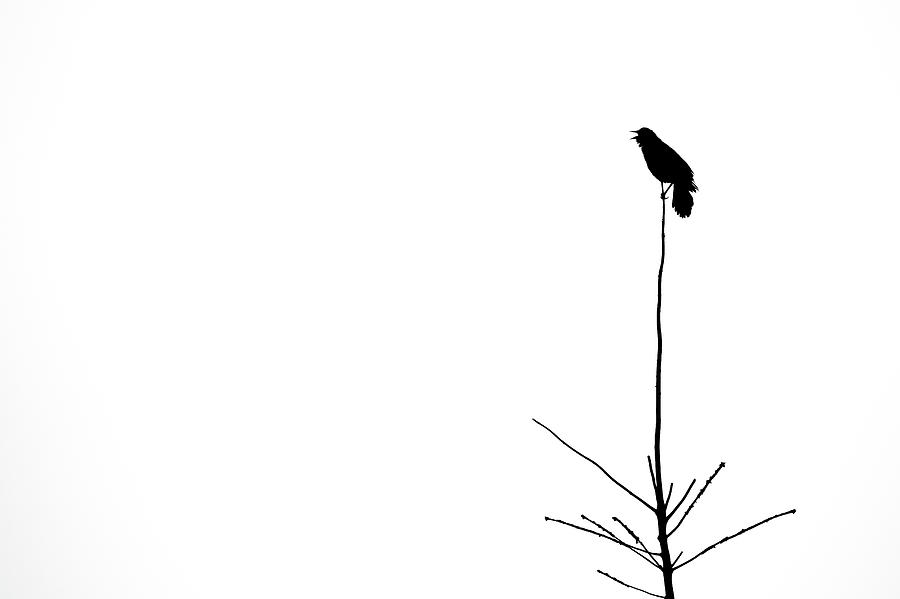 Bird on a Stick Photograph by Penny Meyers