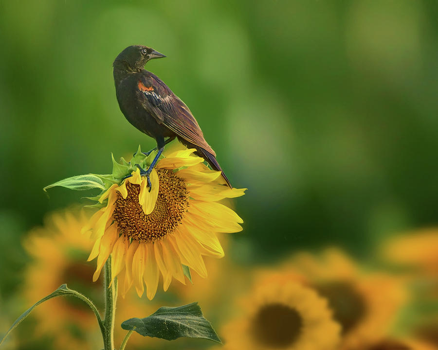 Bird on a Sunflower - Red-winged Blackbird Photograph by Nikolyn McDonald
