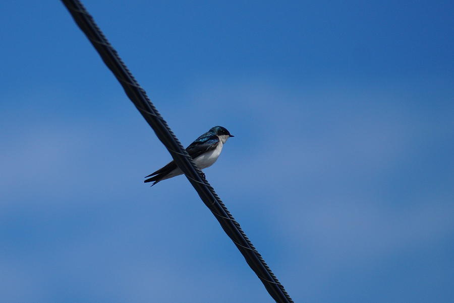Bird on a Wire Photograph by Beth Collins