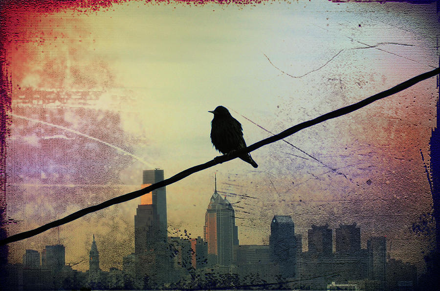 Bird on a Wire Photograph by Bill Cannon
