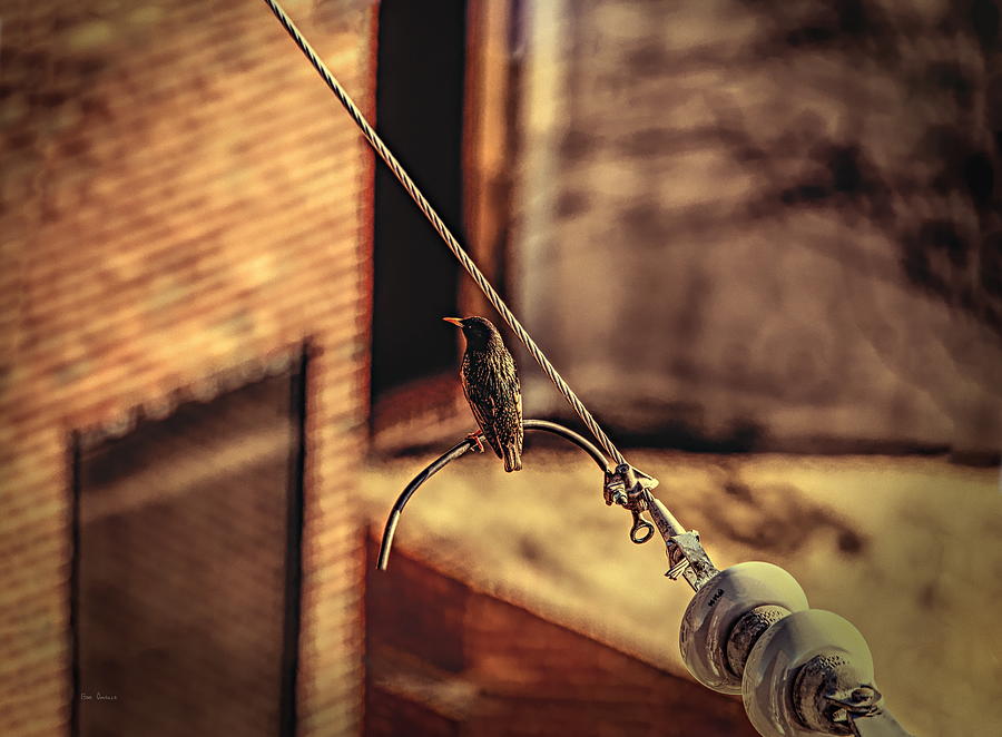 Bird on a  wire Photograph by Bob Orsillo