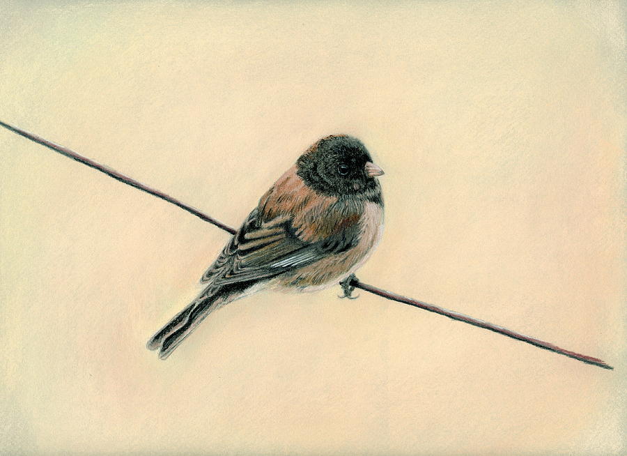 Feather Pastel - Bird on a Wire by Carla Armbrust