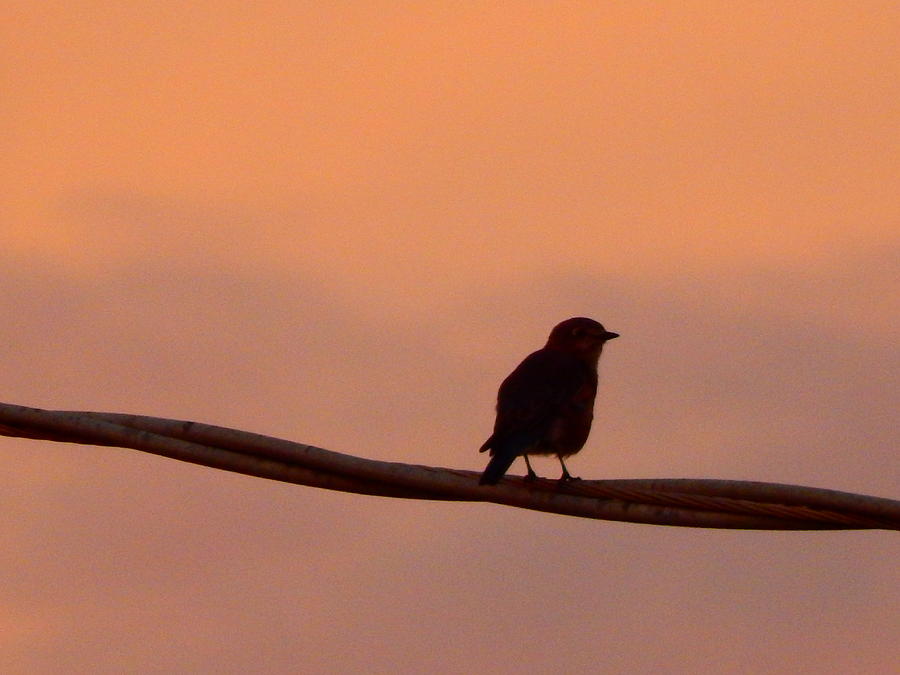 Nature Photograph - Bird On A Wire In Morning Light by Virginia White