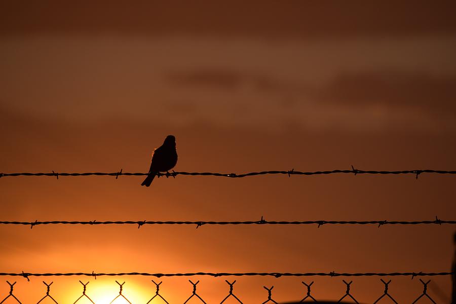 Bird On A Wire Photograph by John Glass