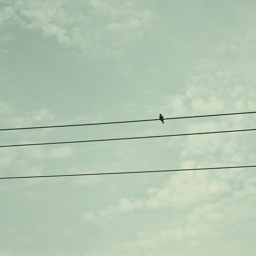Nature Photograph - Bird On A Wire - Minimalist Photo by Dylan Murphy