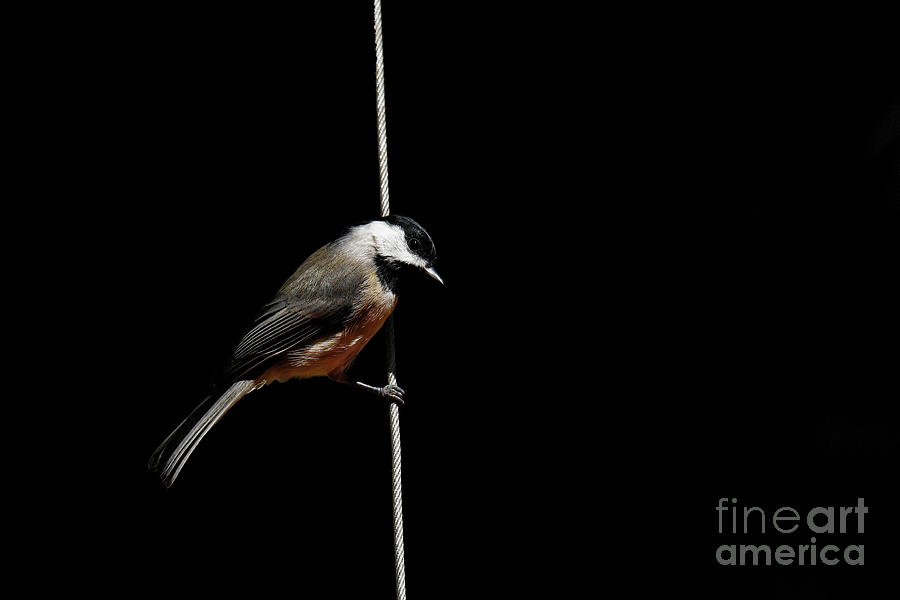 Bird On A Wire Photograph by Paul Mashburn
