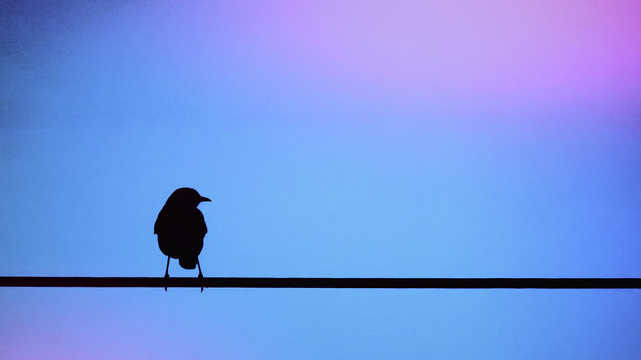 Bird On A Wire Silhouette Photograph by Terry DeLuco