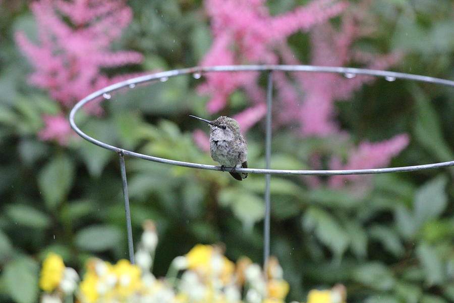Bird On A Wire Photograph by Trent Mallett