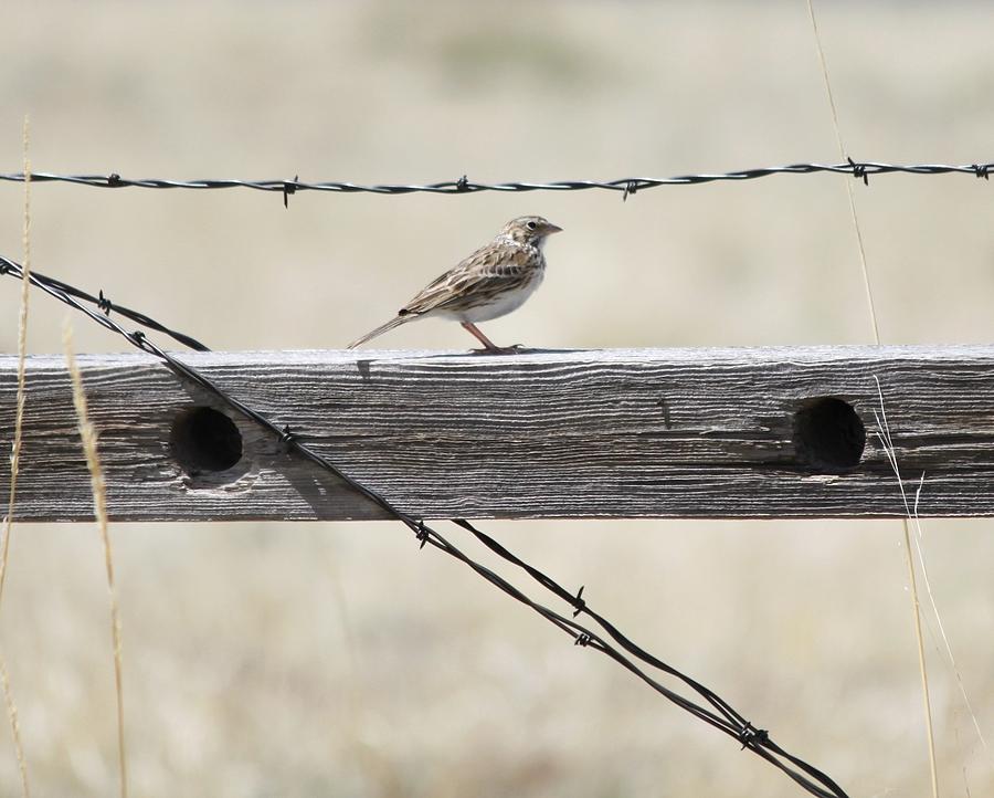 Bird on Barbed Wire Fence Photograph by Gerri Duke