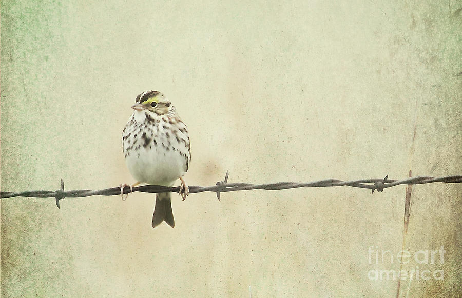Bird on Barbed Wire Photograph by Pam  Holdsworth