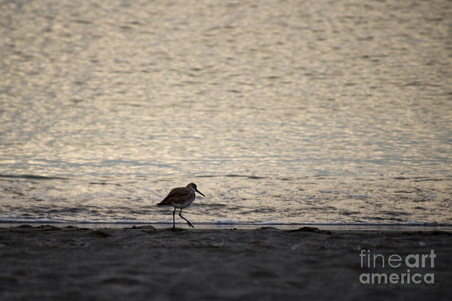Bird on Beach Photograph by David Arment