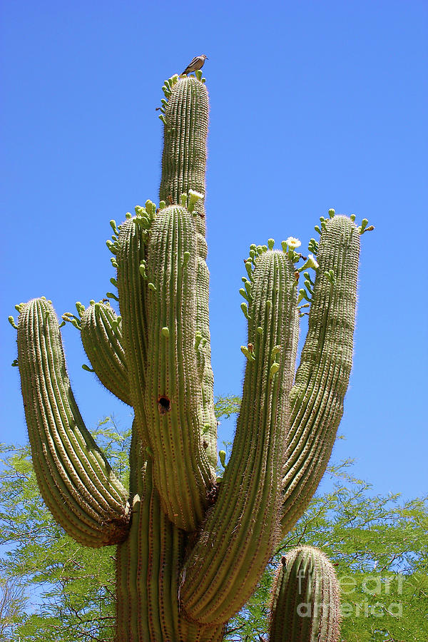 Bird on Blooming Saguaro Cactus Photograph by Carol Groenen