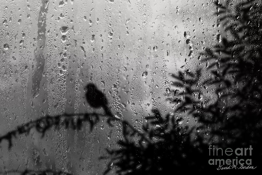 Bird On Branch in Window Photograph by David Gordon