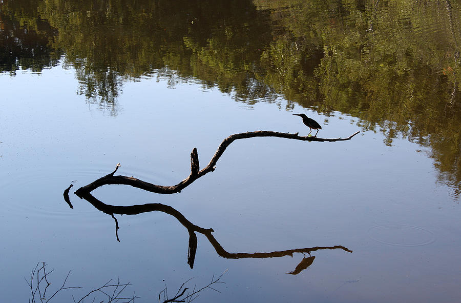 Bird on Branch Silhouette Photograph by Ellen Tully
