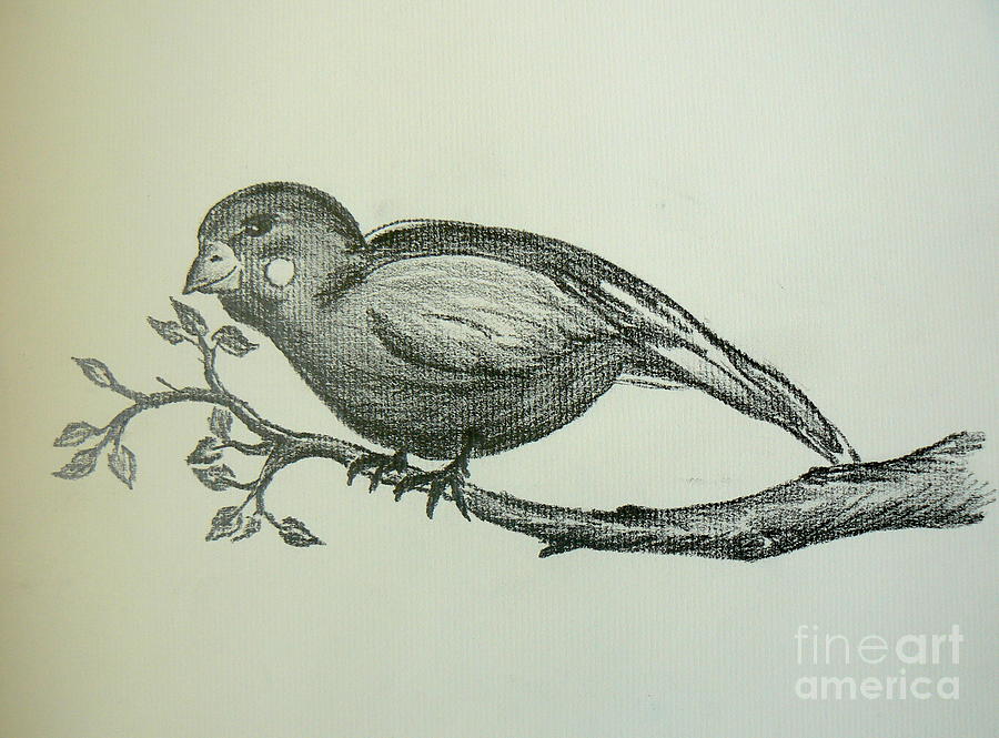 Finch Drawing - Bird on Branch by Tobi Cooper