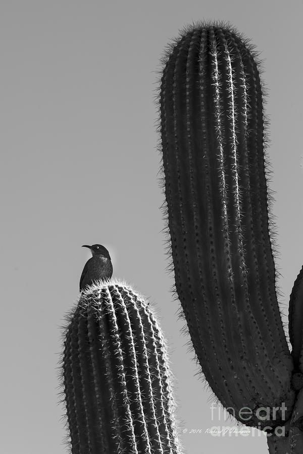 Bird On Cactus Photograph by Richard J Thompson