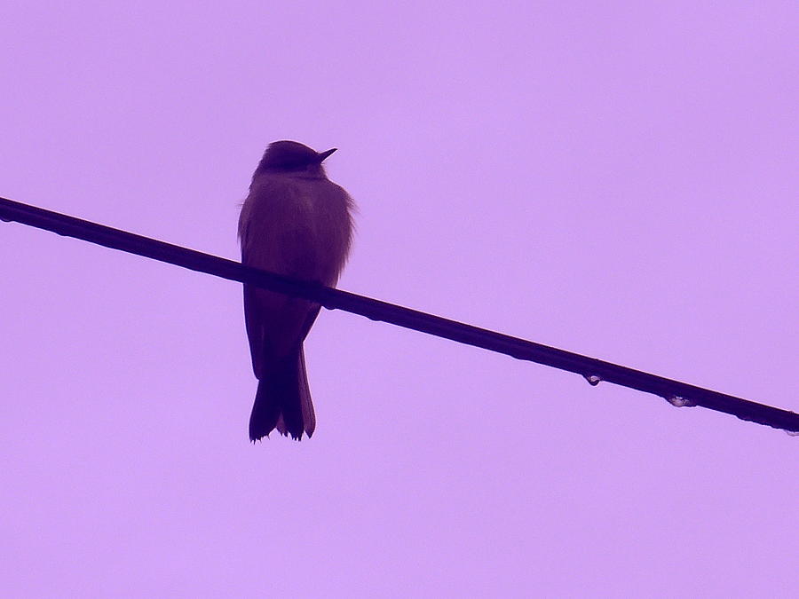 Bird on Frozen Wire Photograph by Mars Besso