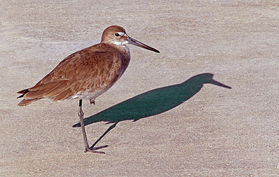 Bird on One Leg Admiring His Shadow  Photograph by Bob Slitzan