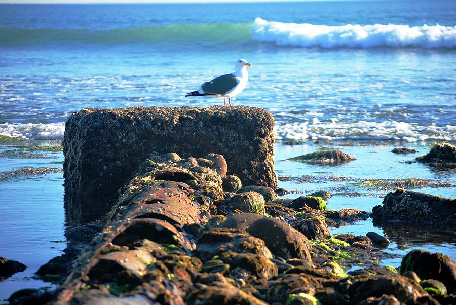 Bird Photograph - Bird on Perch at Beach by Matt Quest