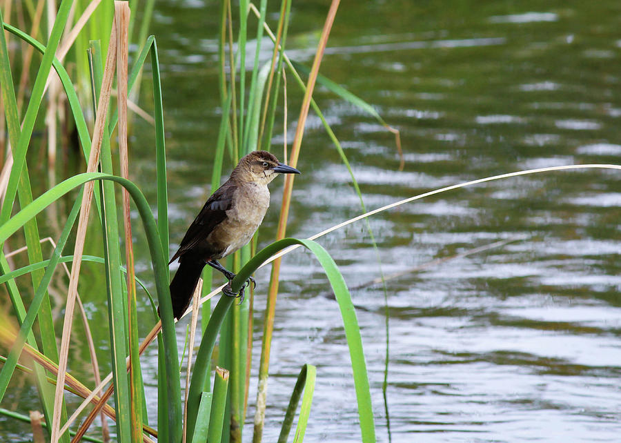Bird on Pond Grass Photograph by Alison Frank