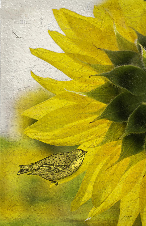 Finch Photograph - Bird on Sunflower by Betty Denise