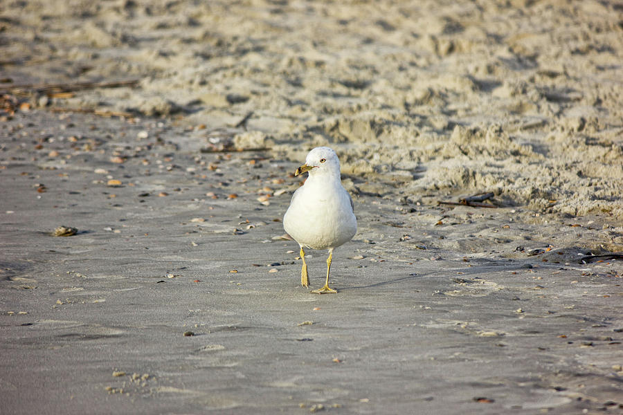 Bird on the Beach by Angel Sharum Bird on the Beach by Angel Sharum