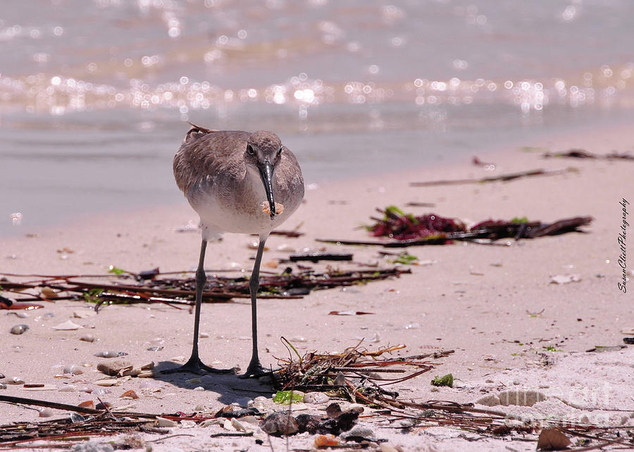 Nature Photograph - Bird on the Beach by Susan Cliett
