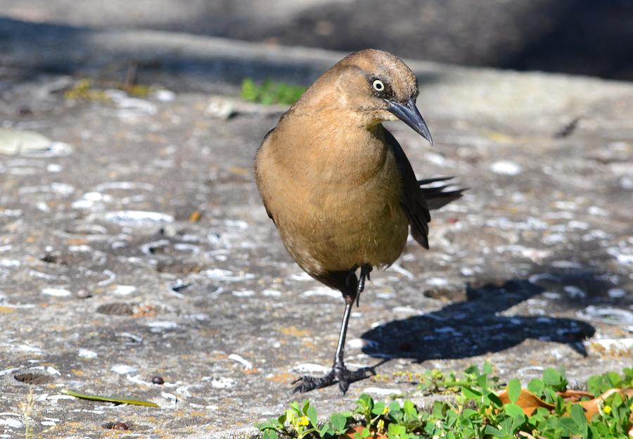 Female Great Tailed Grackle Photograph by Eileen Brymer