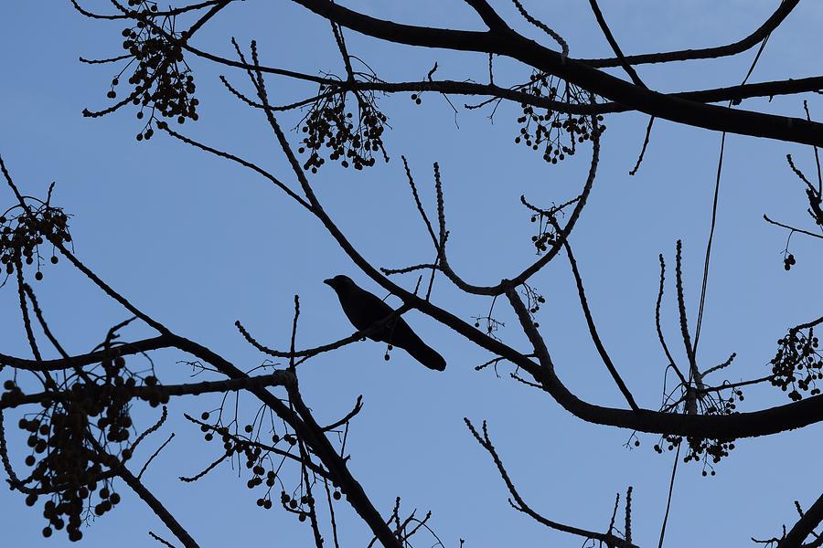 Bird on the tree Photograph by Sumit Mehndiratta