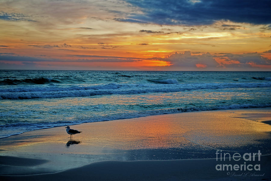 Bird on the Wet Sand at Sundown Photograph by David Arment