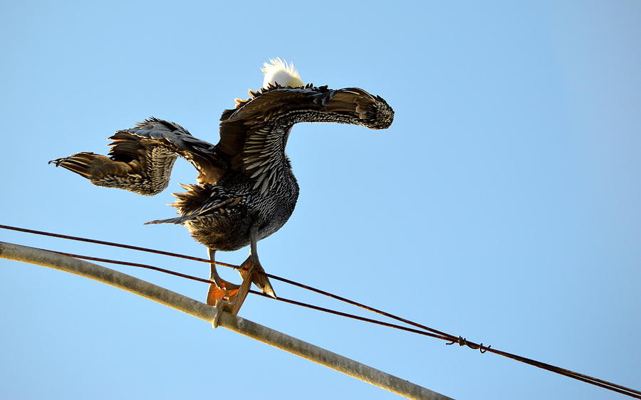 Bird on the Wire Photograph by AJ Schibig