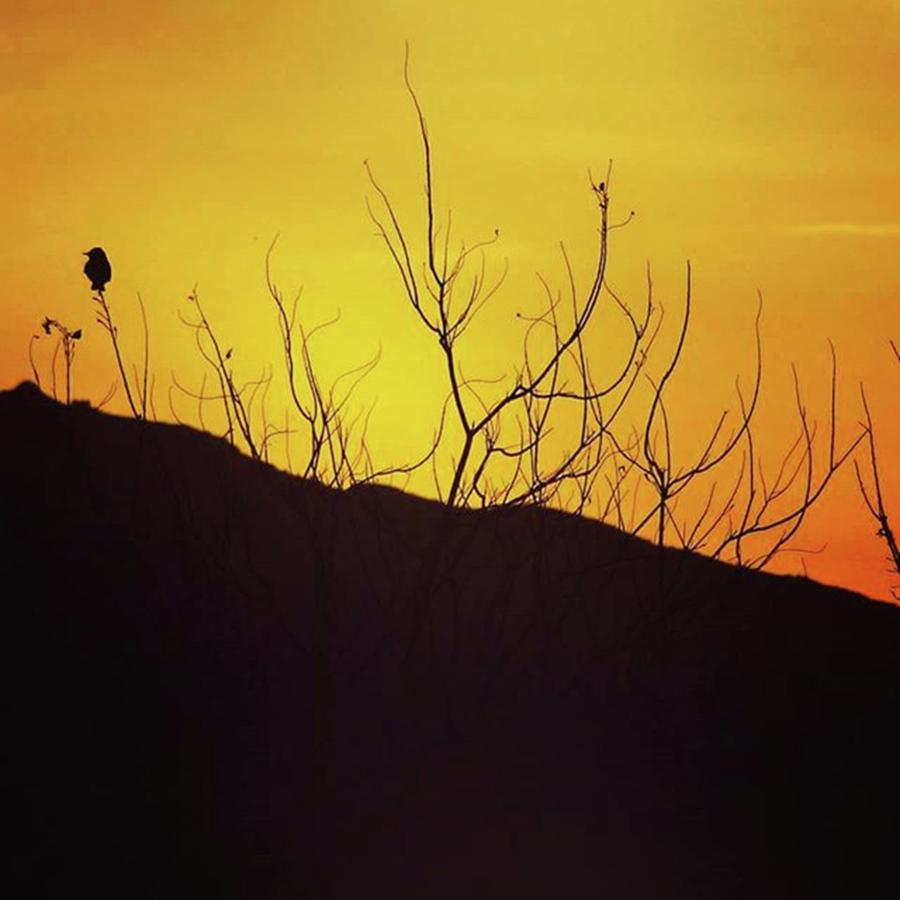 Sunset Photograph - Bird On Tree Sunset
#bird #tree by Jessica Riddle