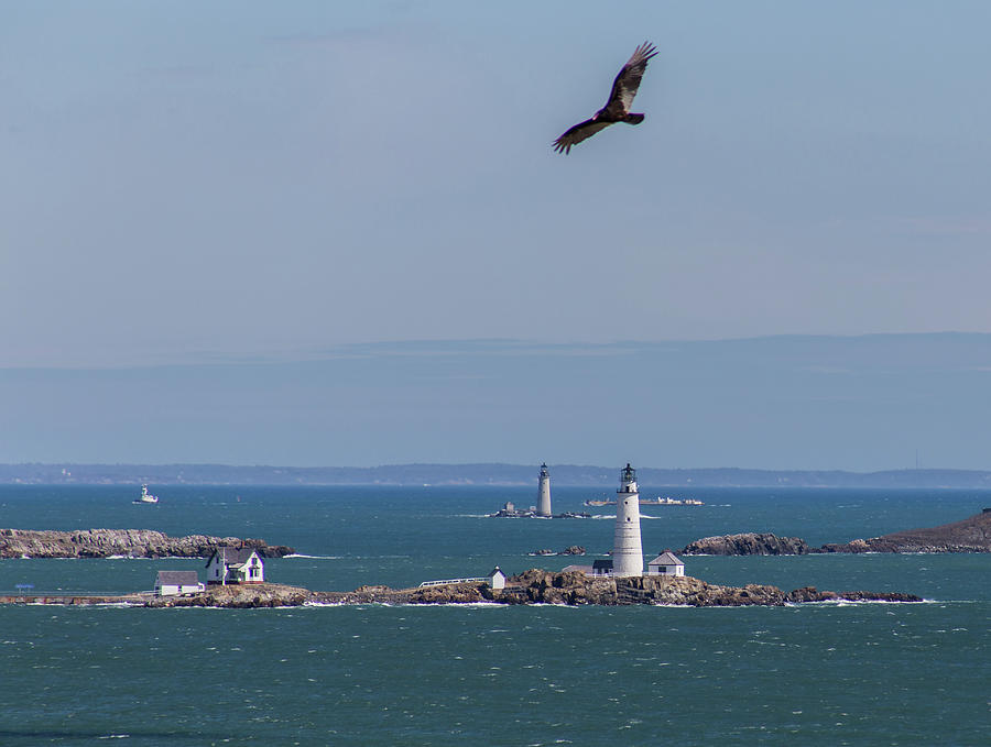 Bird Over Boston And Graves Lighthouses Photograph